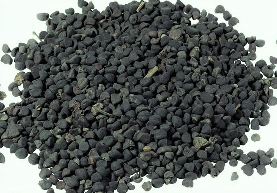 Qian Niu Zi Semen Pharbitidis 