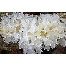 Bai Mu Er | Tremellae Fuciformis |   白木耳