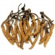 Cordyceps Pills | Dong Chong Xia Cao     |    冬虫夏草