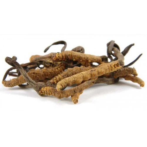 Cordyceps Pills | Dong Chong Xia Cao