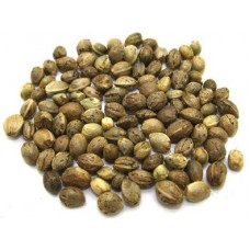 Huo Ma Ren | Cannabis Sativa | Hemp Seed   |   火麻仁