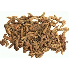 Jiang Can | Stiff Silkworm | Bombyx Batryticatus   |   僵蚕