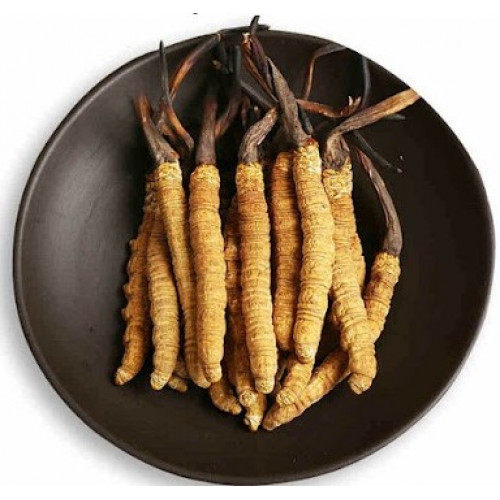 Cordyceps Pills | Dong Chong Xia Cao | 冬虫夏草