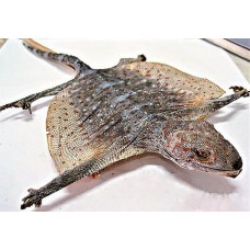 Ge Jie | Gecko Lizard | Tokay    |    蛤蚧