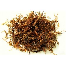 Qing Hao | Wormwood | Artemisiae Apiaceae  |  青蒿