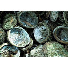 Shi Jue Ming | Jiu Kong Shi Jue | Abalone Shell    |   石決明