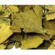 Bai Guo Ye | Ginkgo Leaf |   白果葉