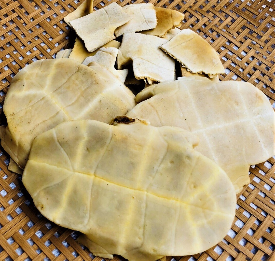 Gui Ban Chinemys Reevesii Shell Plastrum Testudinis